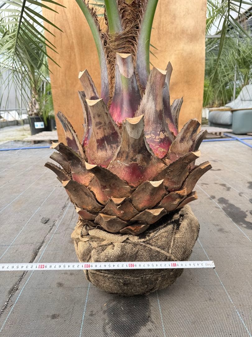 ココスヤシシルバーリーフ【極太美形】葉先170cm幹回り120cm 幹高50cm