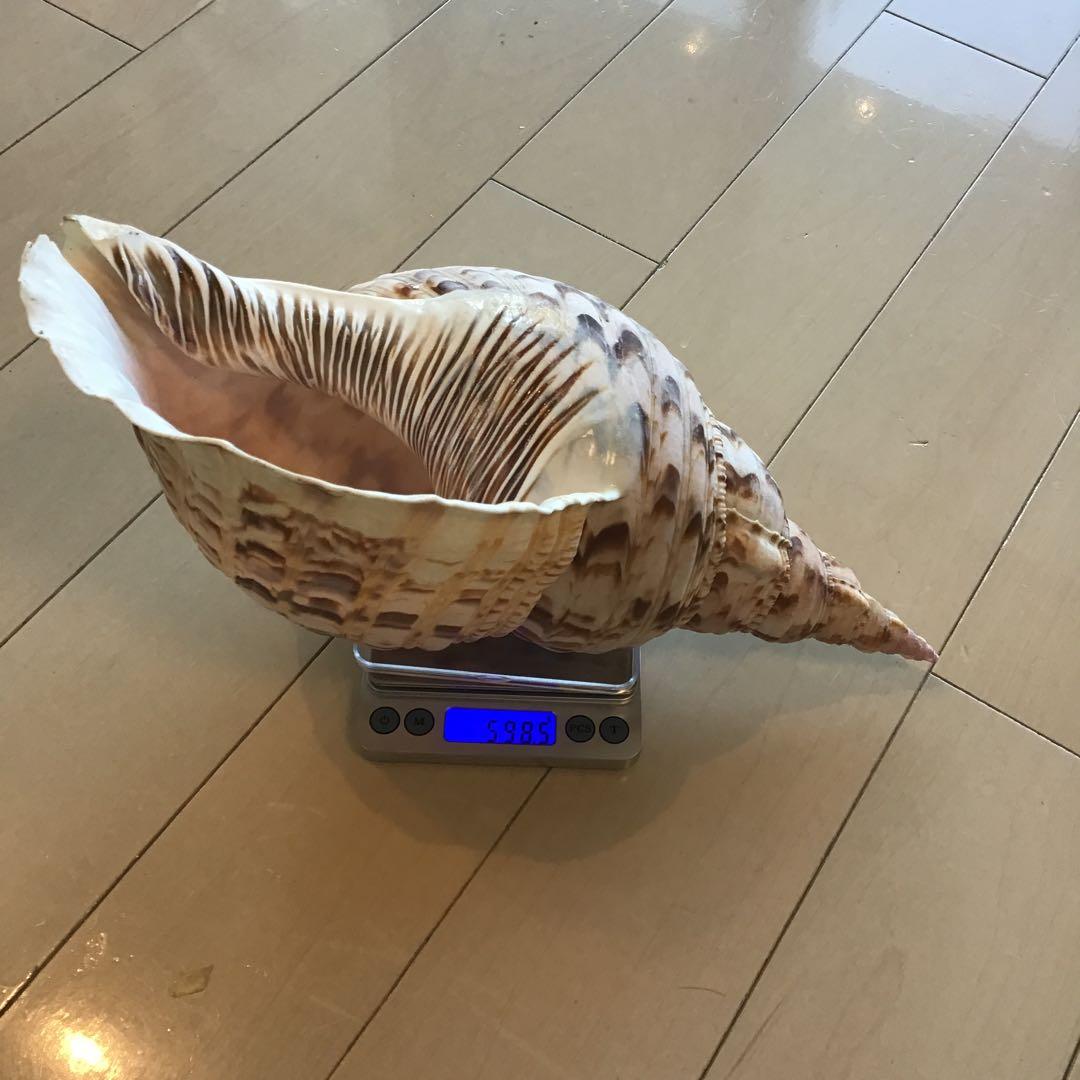 法螺貝 魔除け インテリア オブジェ 約 35センチ