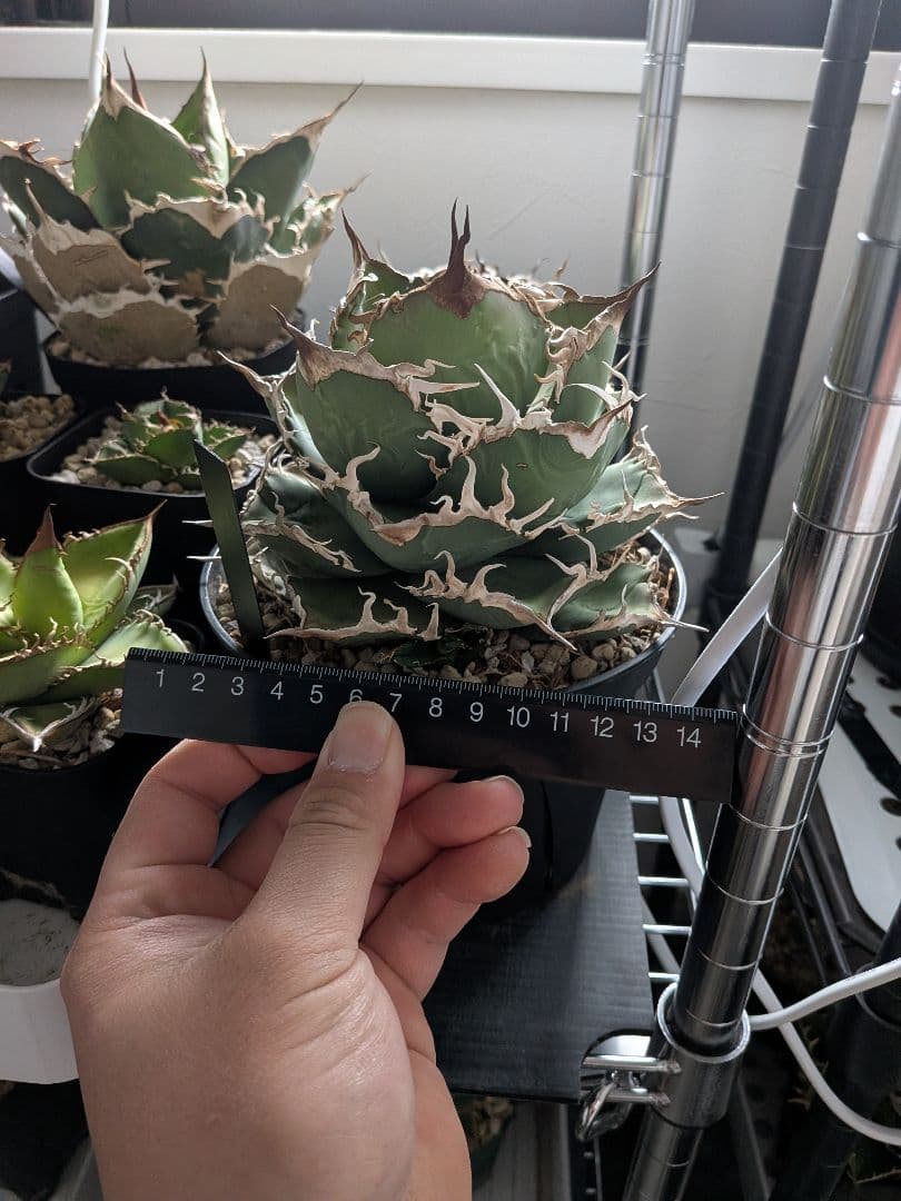 B*s様 アガベ　シャークソウイ　親株！