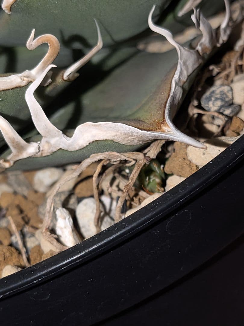 B*s様 アガベ　シャークソウイ　親株！