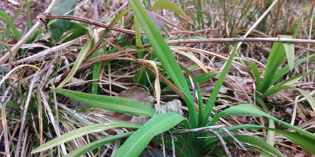 ヤブカンゾウ　×10