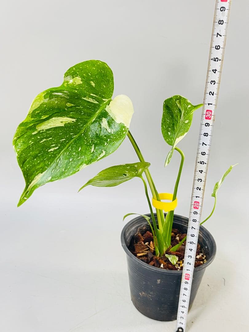 モンステラ デリシオーサ　メデューサ Monstera Medusa