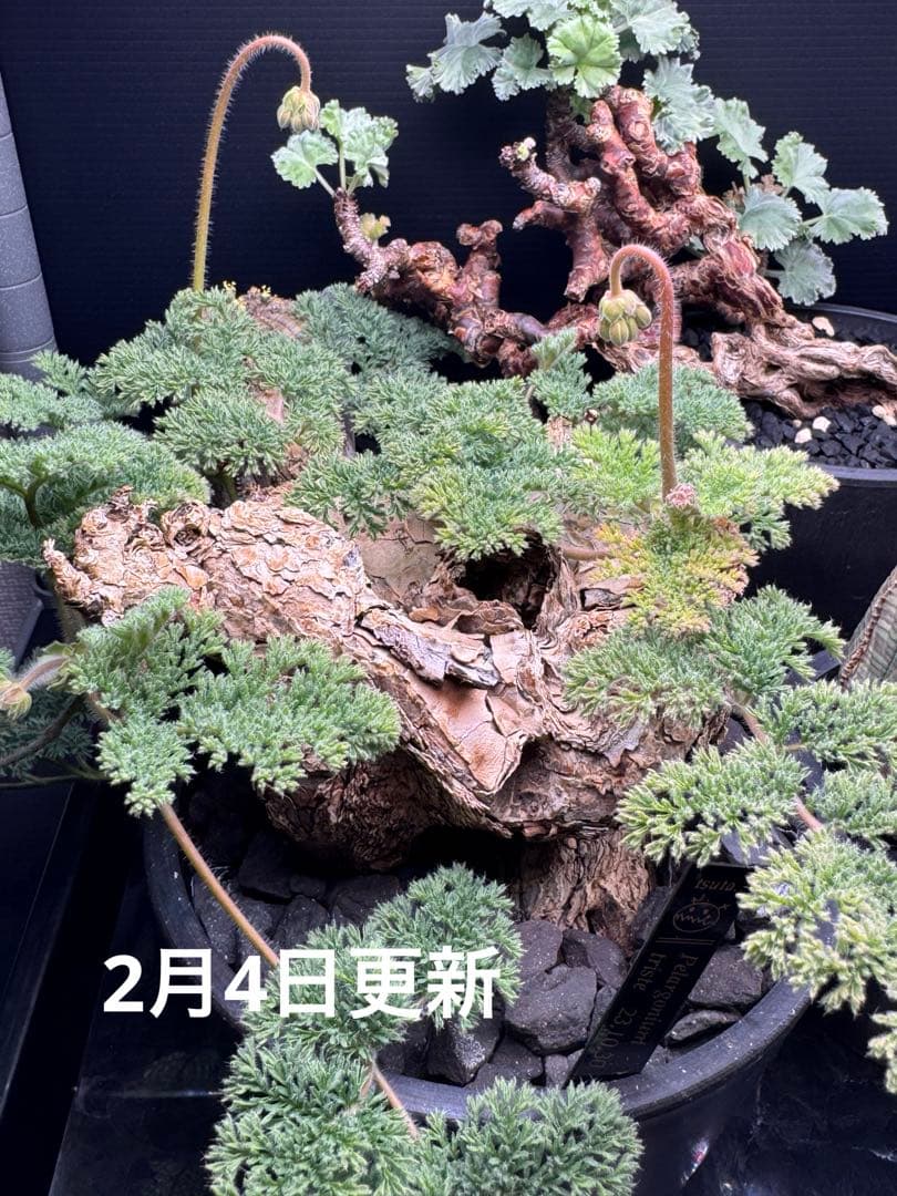 ペラルゴニウム　トリステ　鉢植え発送