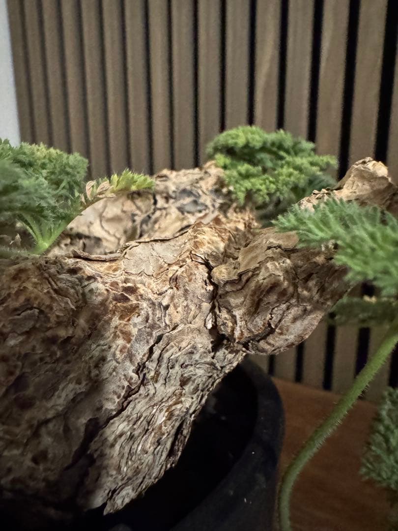 ペラルゴニウム　トリステ　鉢植え発送