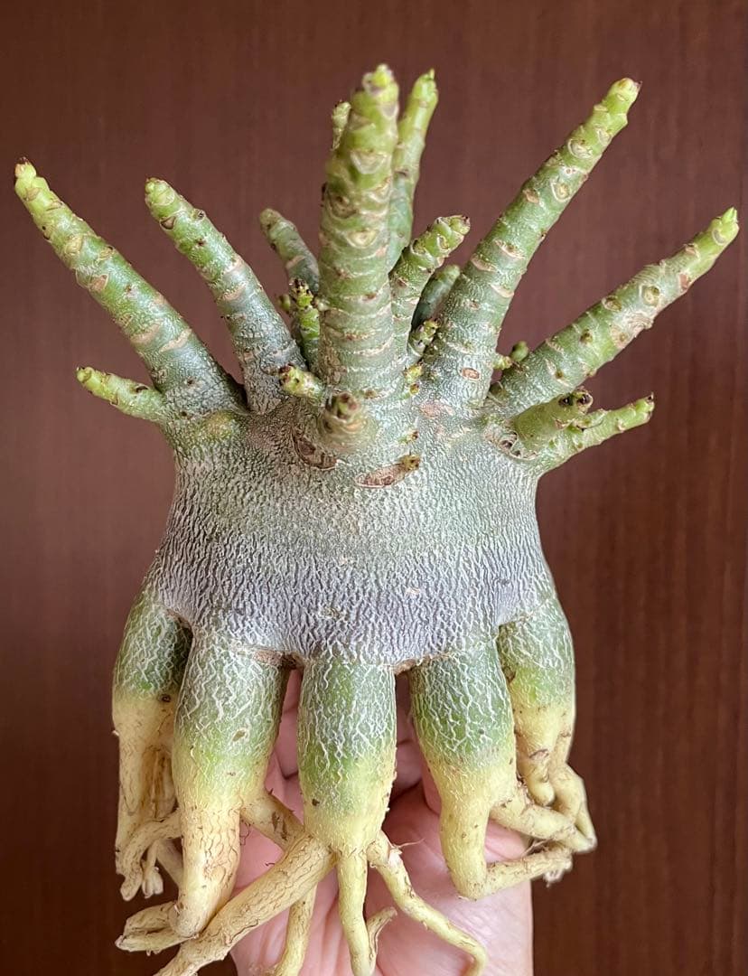 【美タコ足/超極太/ドワーフ /塊根植物】アデニウム アラビカム ゴジ タコ足