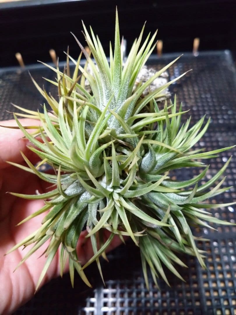 メルカリ便　イオナンタ　アルボマジナータ　クランプコルク着生