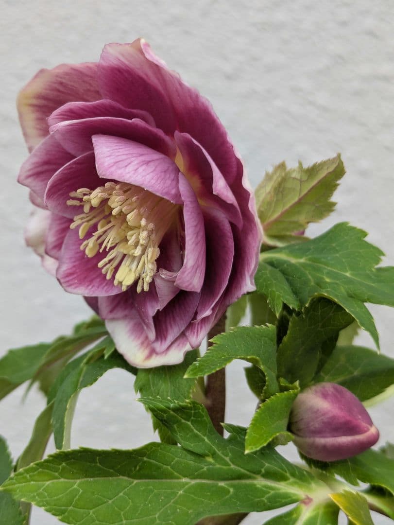 広瀬園芸 クリスマスローズ ソレイユdd 優美なグラデーション発色