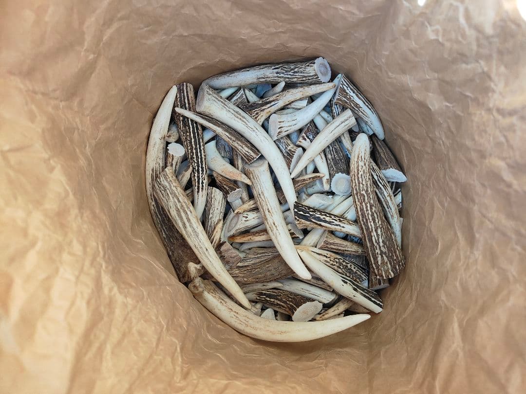 鹿の角　ハンドメイド素材約25kg　北海道エゾシカ