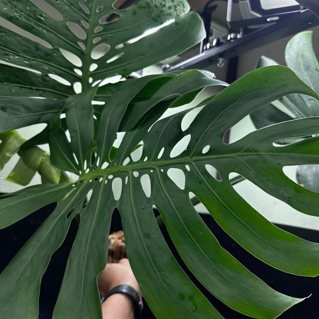 モンステラデリシオーサマクロコズム超希少系統鉢植え