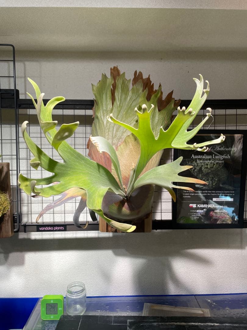 年末まで値下げします！ビカクシダ　patragarden#1 親株本体子株付