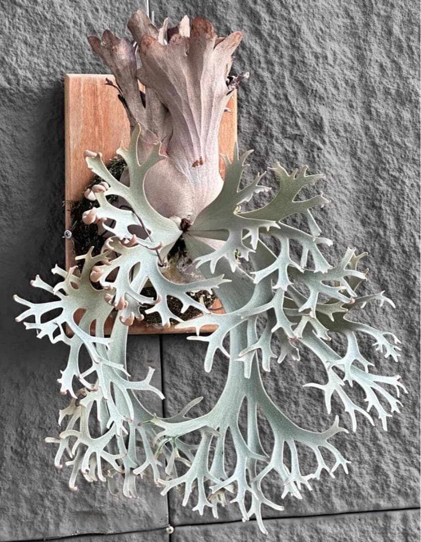 P. Fly ( Yellow Moon dwarf ) YMDS 胞子 #4