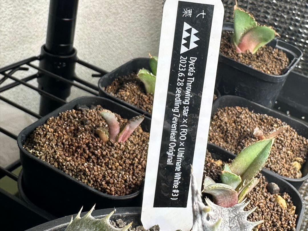 ディッキアThrowing starX( F00 x UltimateWhite