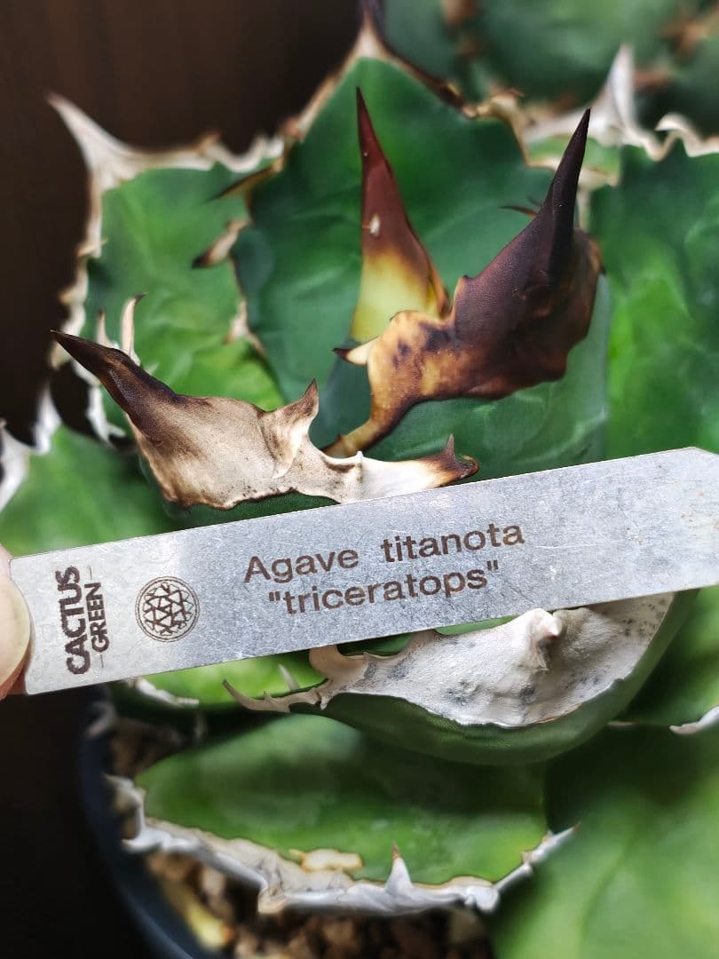 大株　アガベ　トリケラトプス　TC 親株