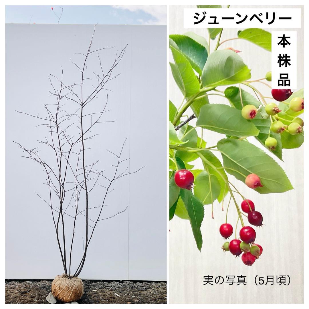 ジューンベリー　本株品/ 1028