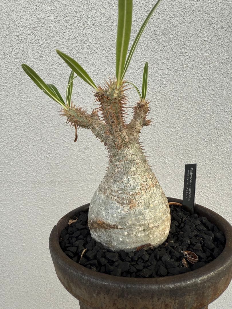 最終値下げ！パキポディウムグラキリス現地球　発根剤　塊根植物　コーデックス