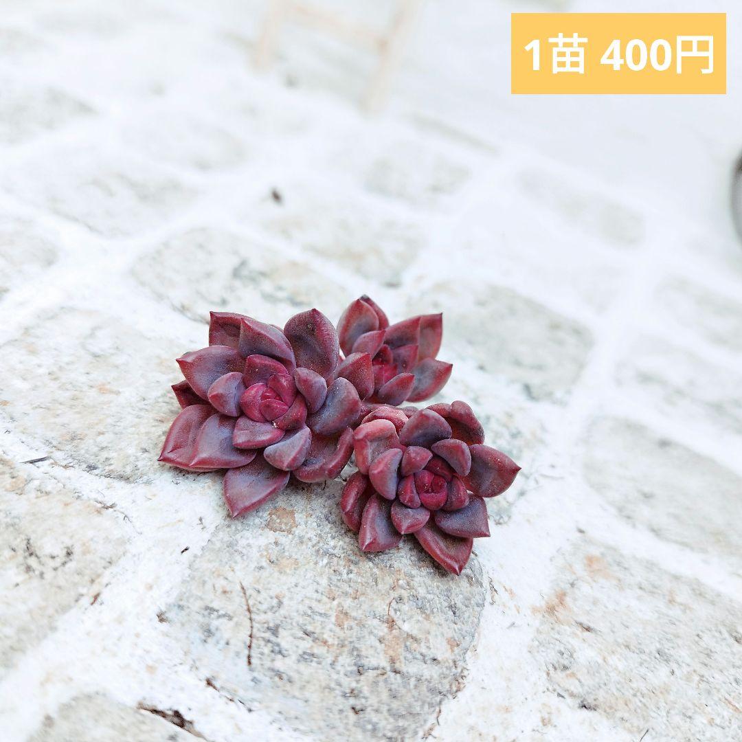 レッドシオン(小苗)◎多肉植物 カット苗 韓国苗 エケベリア等