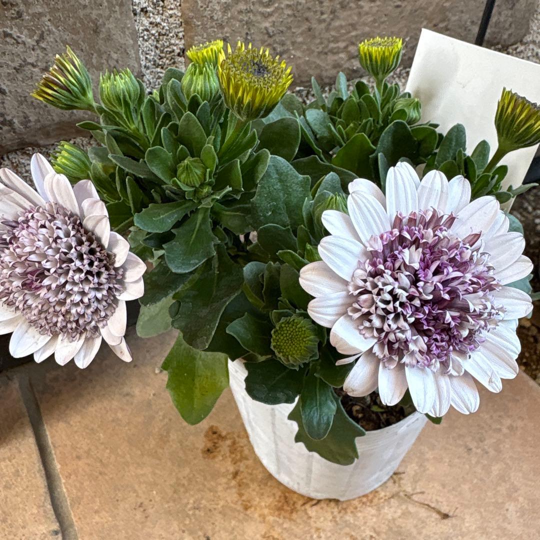 オステオスペルマム・ガトーショコラ