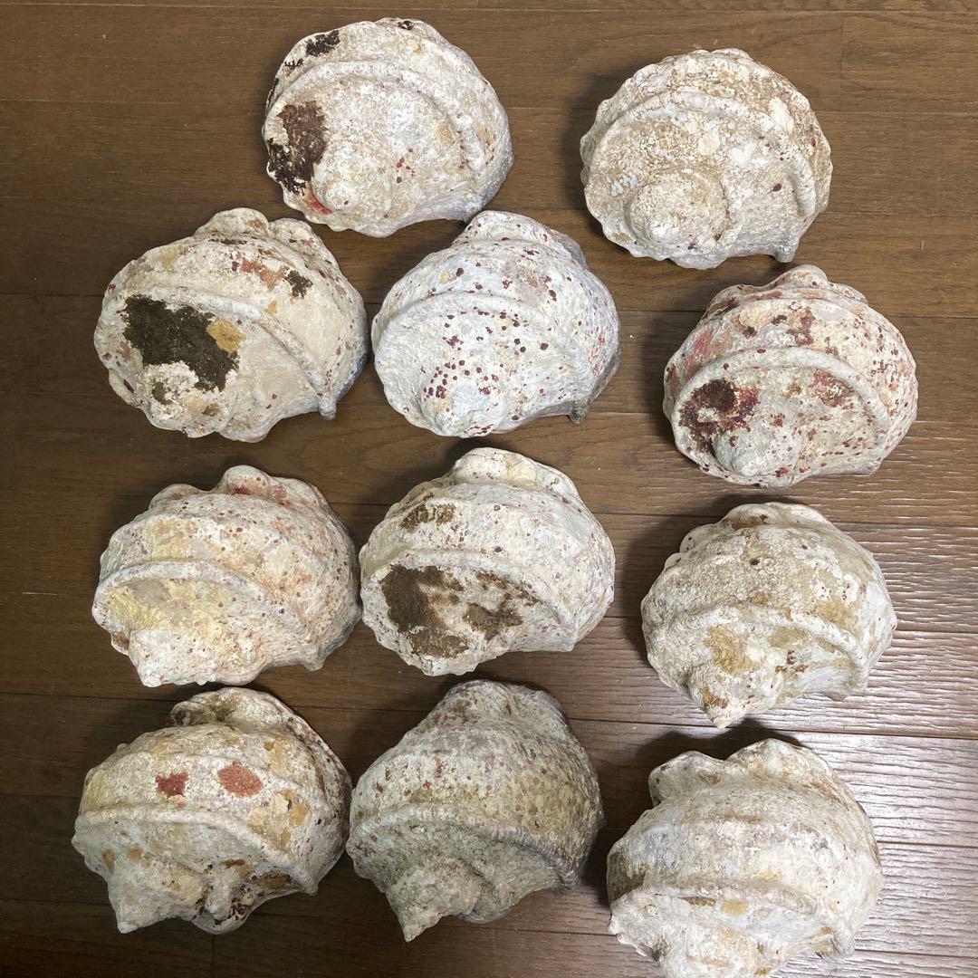 【沖縄産】大きめ夜光貝の殻　まとめ売り　11個　約11.9㎏