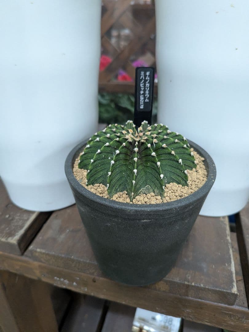 ⭐️貴重⭐️大玉ギムノカリキウム LB2178