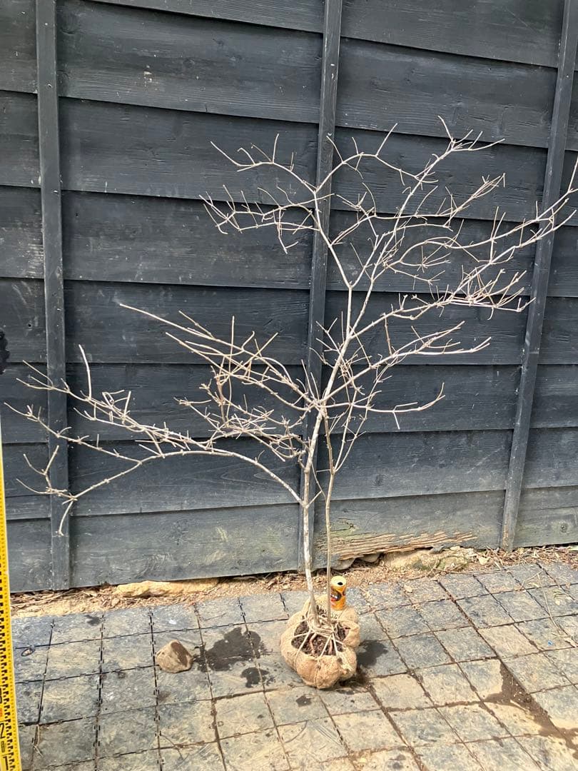 山採り　ヤマウツギ