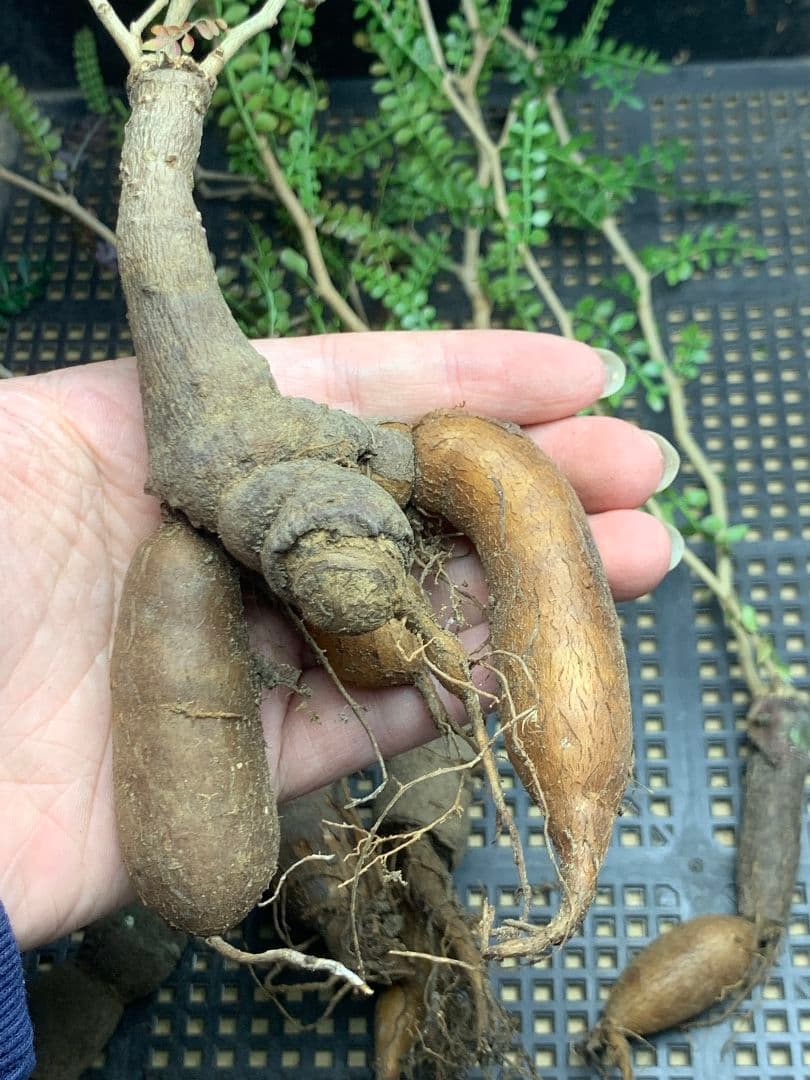 C68 多肉植物 オペルクリカリア・パキプス 5株