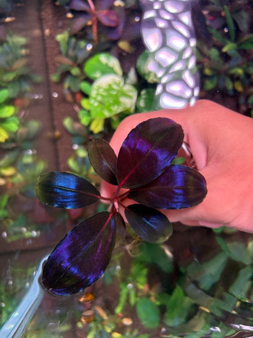 joy(プロフページ ティアブルー　ムーンライト