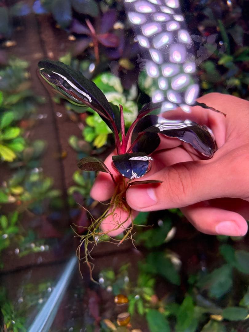 joy(プロフページ ティアブルー　ムーンライト