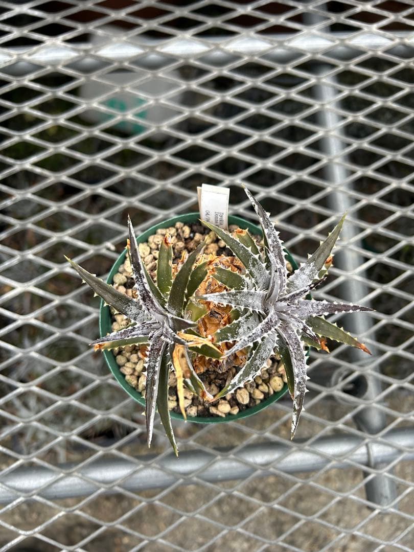 DBディッキア Dyckia Bill Baker hyb #106 ⑶