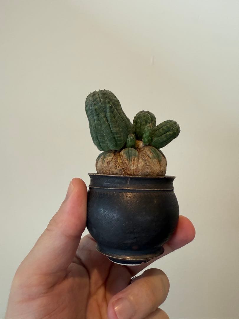 レア奇形　オベサ　モンスト　木質化　たけろうポット