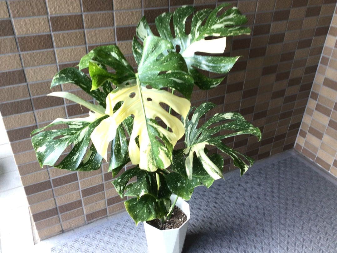 ② 現品販売です。高さ約100㎝斑入りモンステラ・タイコンステレーション7号鉢