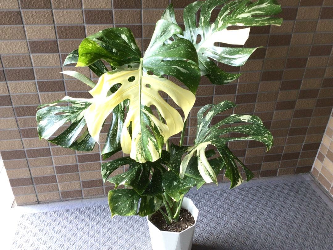 ② 現品販売です。高さ約100㎝斑入りモンステラ・タイコンステレーション7号鉢