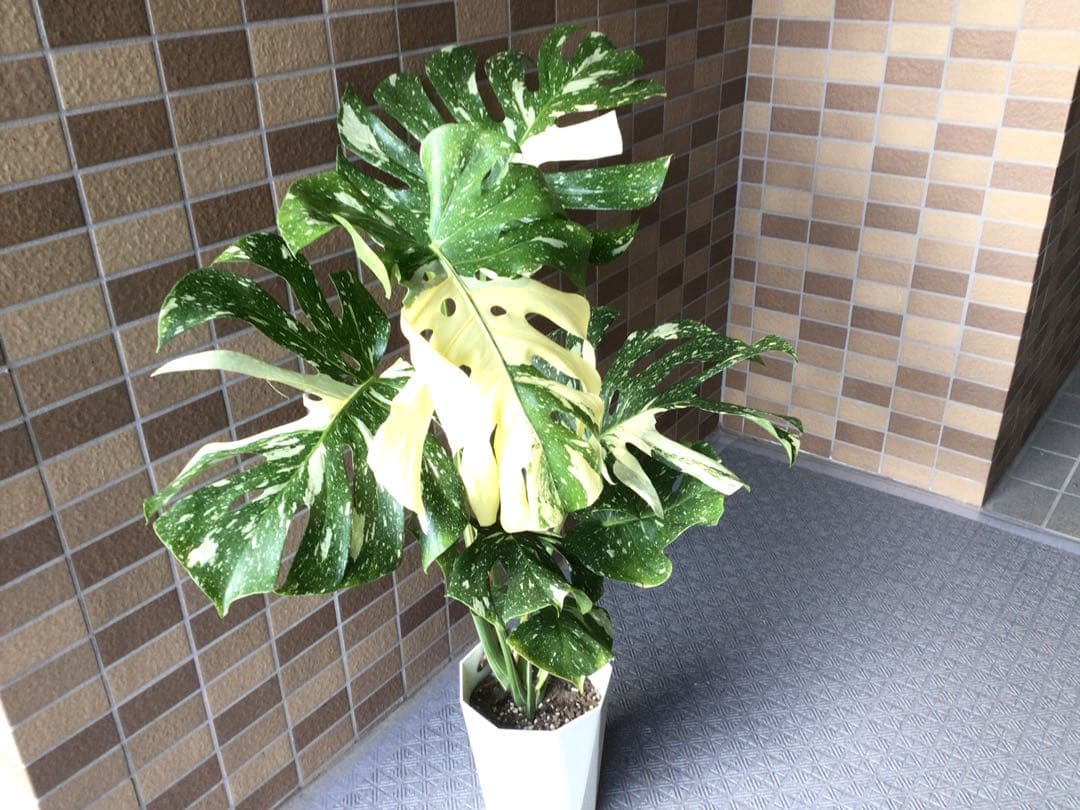 ② 現品販売です。高さ約100㎝斑入りモンステラ・タイコンステレーション7号鉢