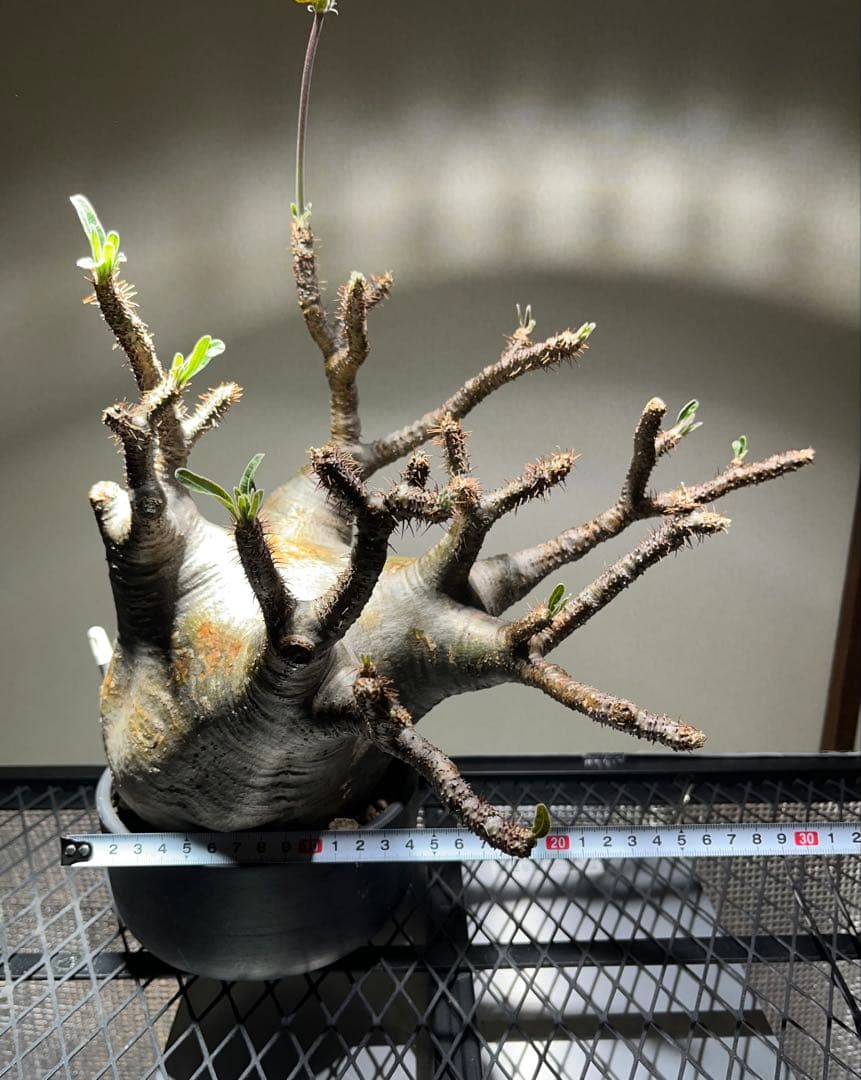 ク*郎様 パキポディウム　グラキリス　大株