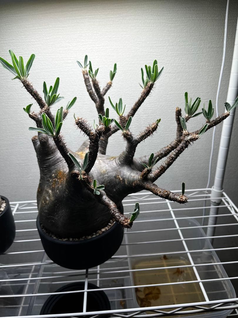 ク*郎様 パキポディウム　グラキリス　大株