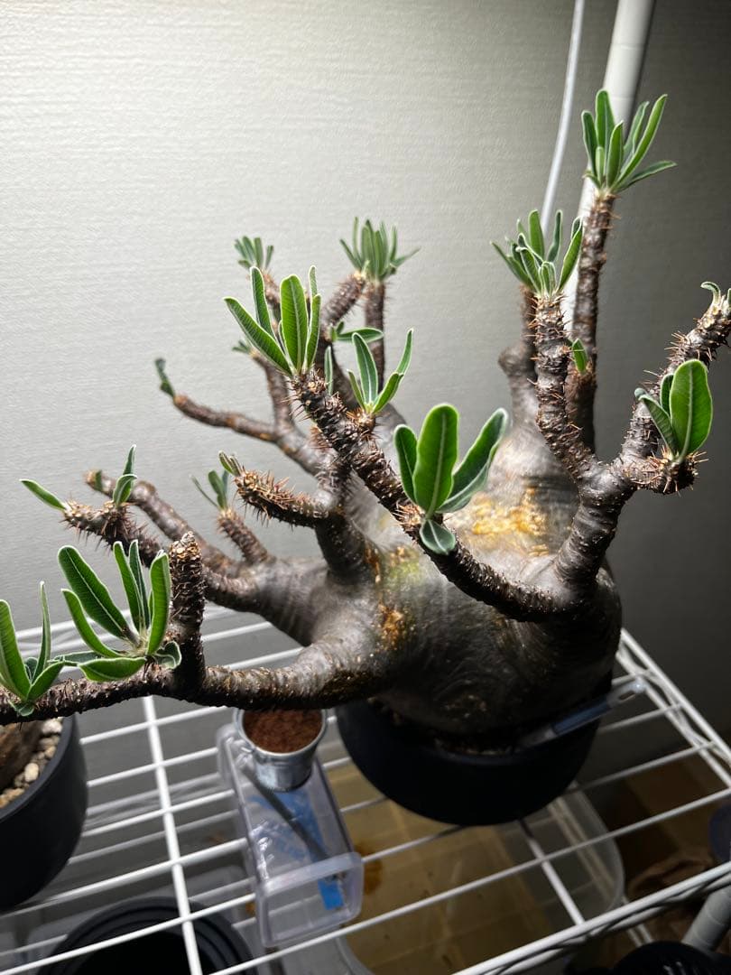 ク*郎様 パキポディウム　グラキリス　大株