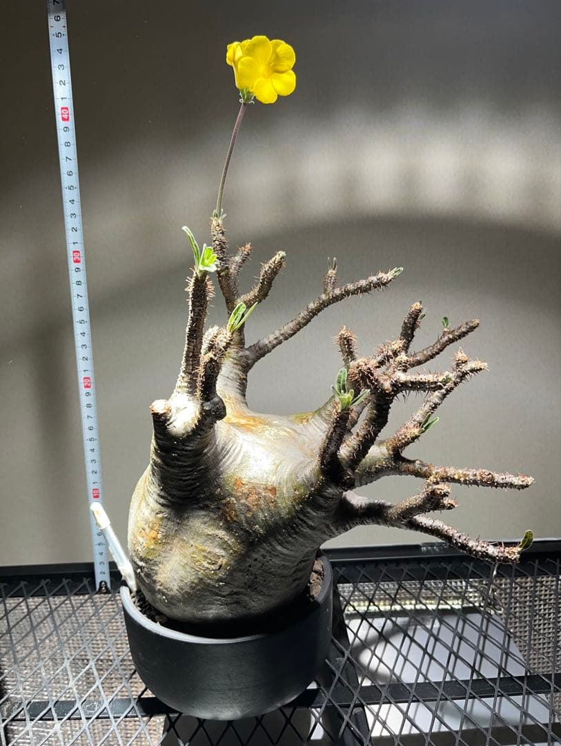 ク*郎様 パキポディウム　グラキリス　大株