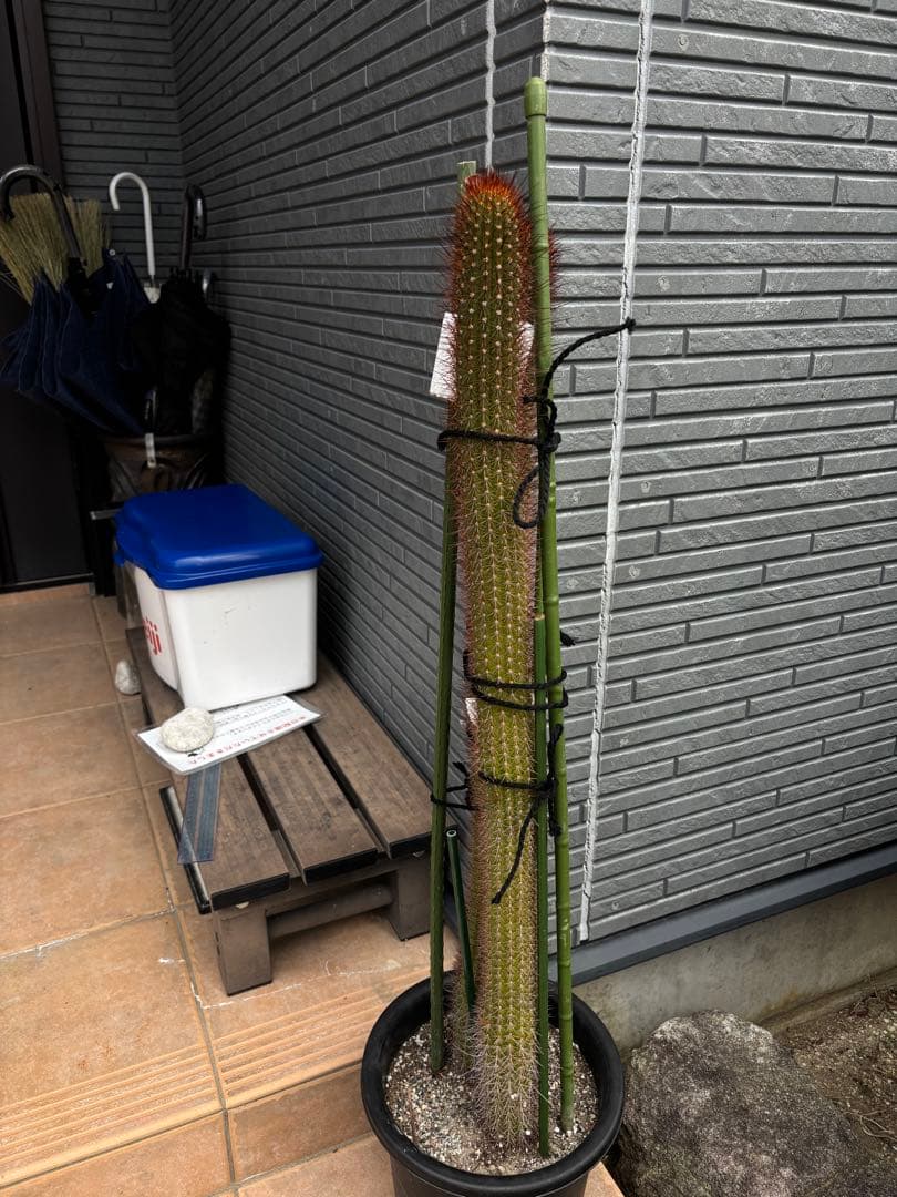 【鉢ごと】多肉植物　花サボテン　金紐シリーズ ショウジョシン