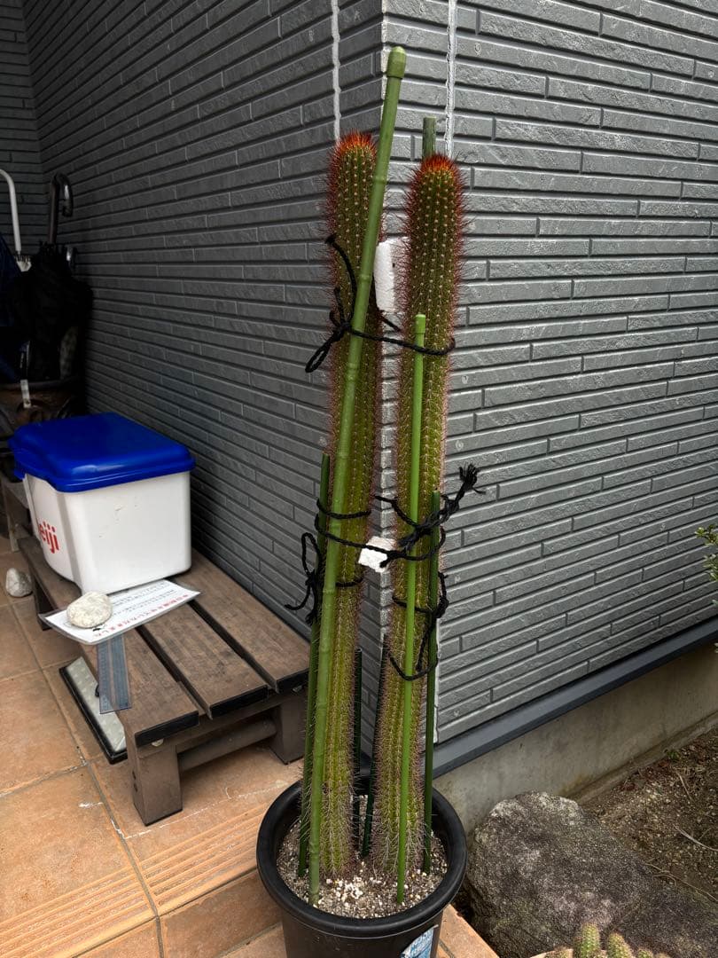 【鉢ごと】多肉植物　花サボテン　金紐シリーズ ショウジョシン