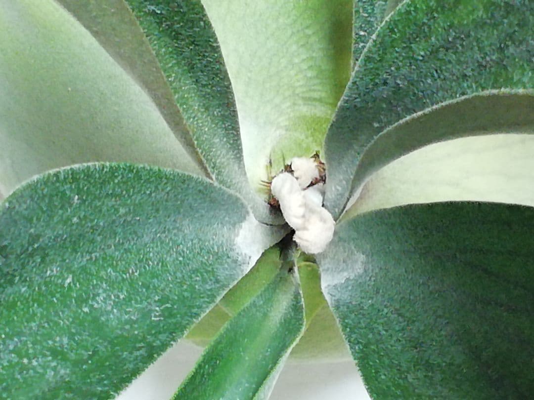 超特大株　めちゃくちゃ格好良い　ケンイチ株