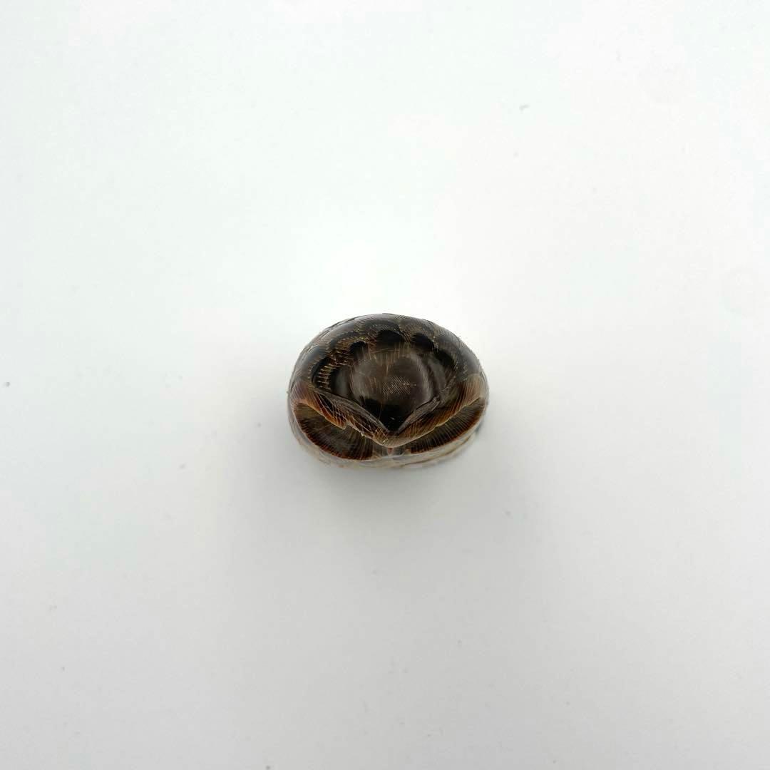 フクロウの水牛角彫刻置物