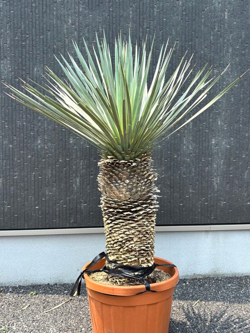 特選株 特選ブルー 【ユッカ ロストラータ】リネアリフォリア チャメロプス好き6