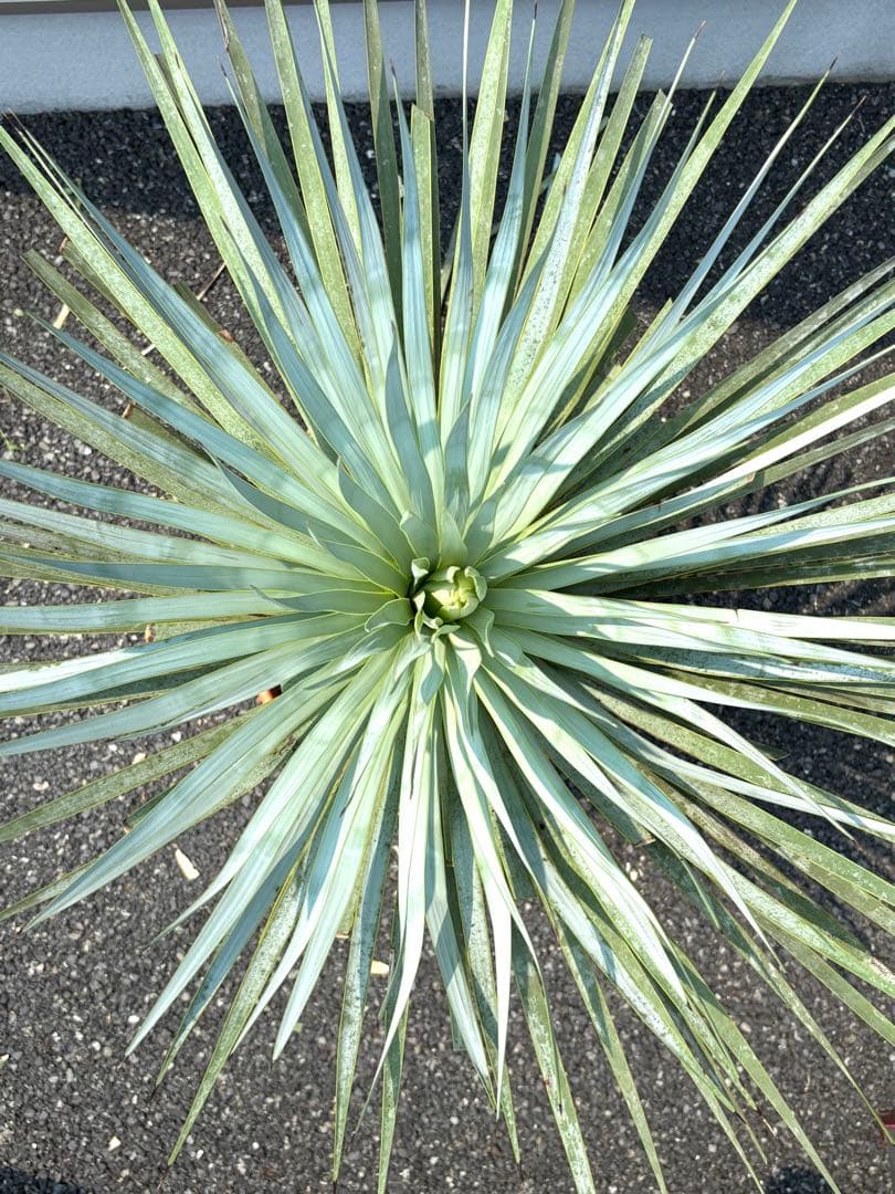 特選株 特選ブルー 【ユッカ ロストラータ】リネアリフォリア チャメロプス好き6