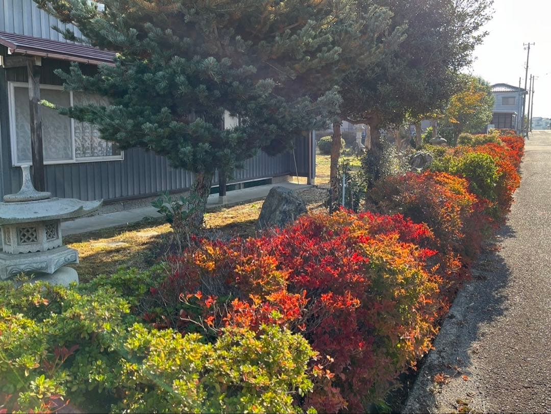ドウダンツツジ 生垣 バラ売り可【石川県引き取り限定】まとめ割
