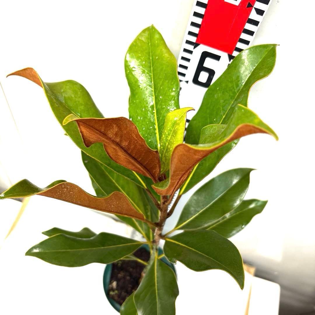 38. ケイパレス マグノリア 泰山木 タイサンボク 苗 苗木 小型品種