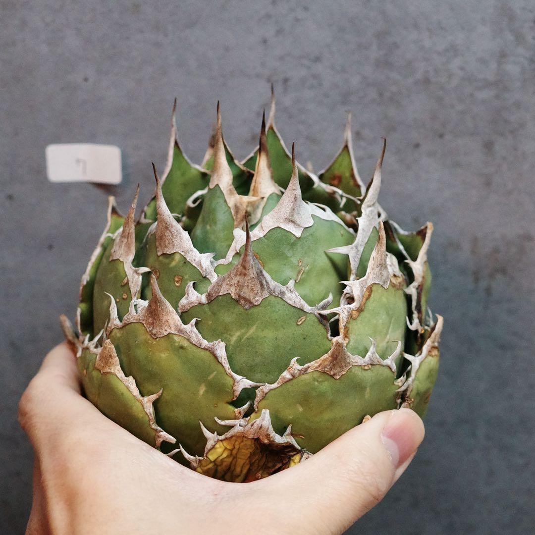 アガベ　チタノタ　オテロイ　fo076 ボールタイプ　ワイルド　7