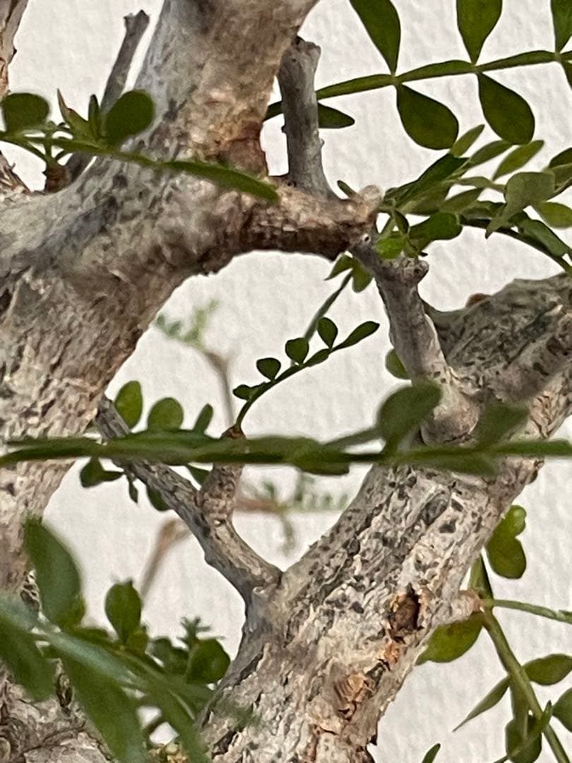 【現地球／発根済】オペルクリカリア　パキプス（2頭）ODDROOTS管理株