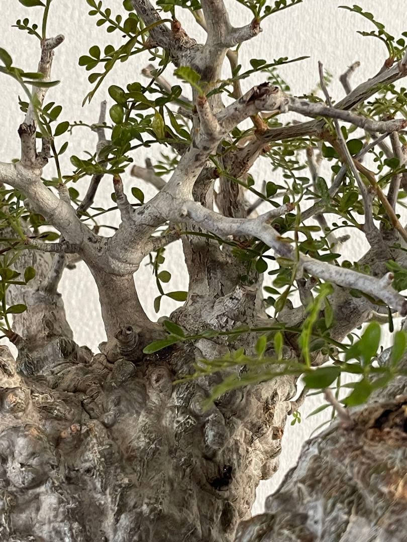 【現地球／発根済】オペルクリカリア　パキプス（2頭）ODDROOTS管理株