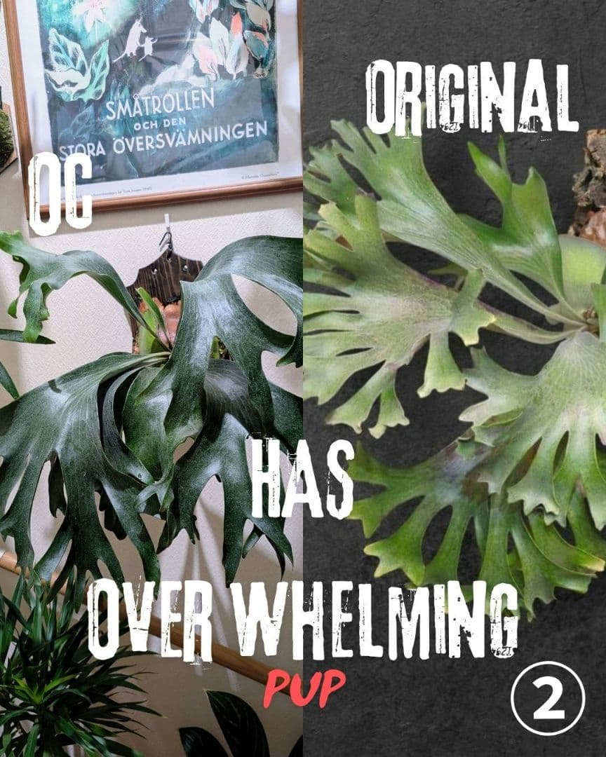 ②P. HAS 'Over Whelming' OC pup