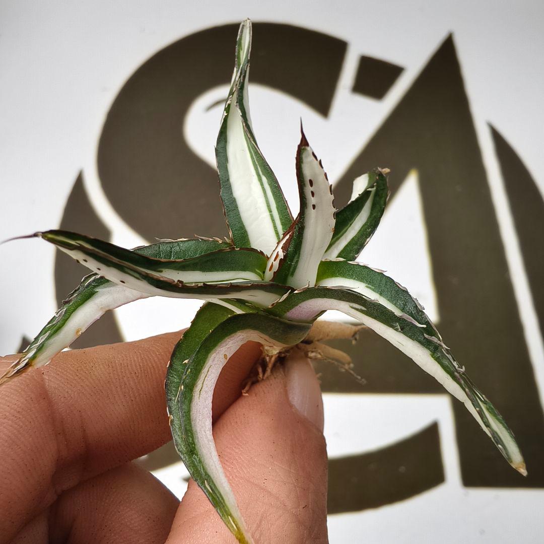 855【上澳園芸】アガベ 氷山白中斑 SSS級 極上斑入り白中斑錦