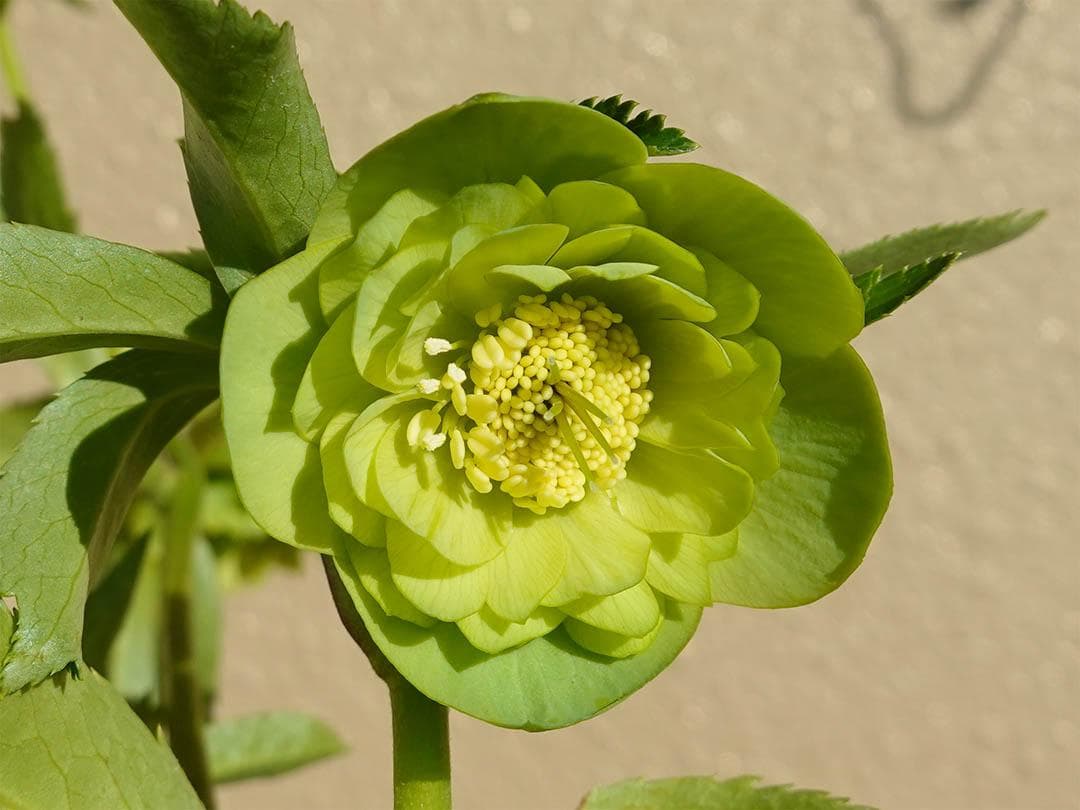 クリスマスローズ dd グロス系グリーン フレグランス